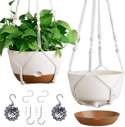 16 Exquisite Plants for Small Apartments That Flourish in Low Light