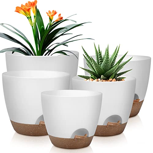 ZZ plant with glossy leaves, perfect low-light plant for small apartments